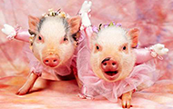 爱美的小猪动物搞笑趣图