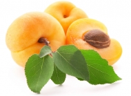 色泽光亮饱满的杏子白色背景水果美食图片高清素材