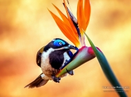 羽毛五颜六色的野生小鸟大自然动物摄影高清特写图片