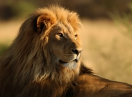 凶猛巨大的野生动物老虎狮子金钱豹高清特写图片