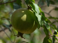 绿色未成熟的青石榴树上的水果美食高清图片素材
