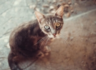 猫咪玻璃球一样的眼睛高清特写可爱小动物摄影图片