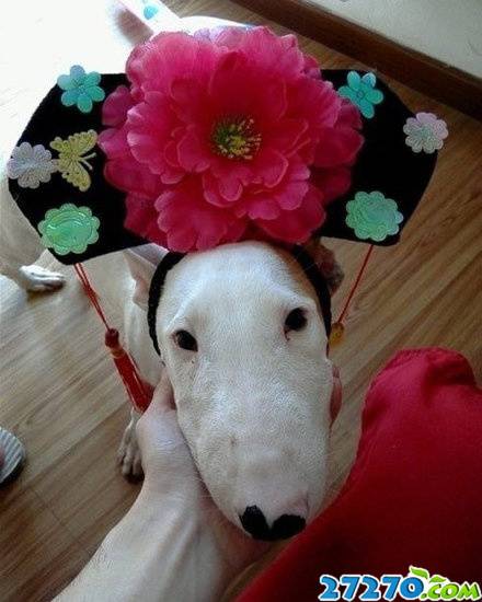 ЦͼСݷ