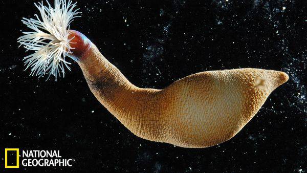 十大奇特海洋蠕虫：星虫鼻子似大象