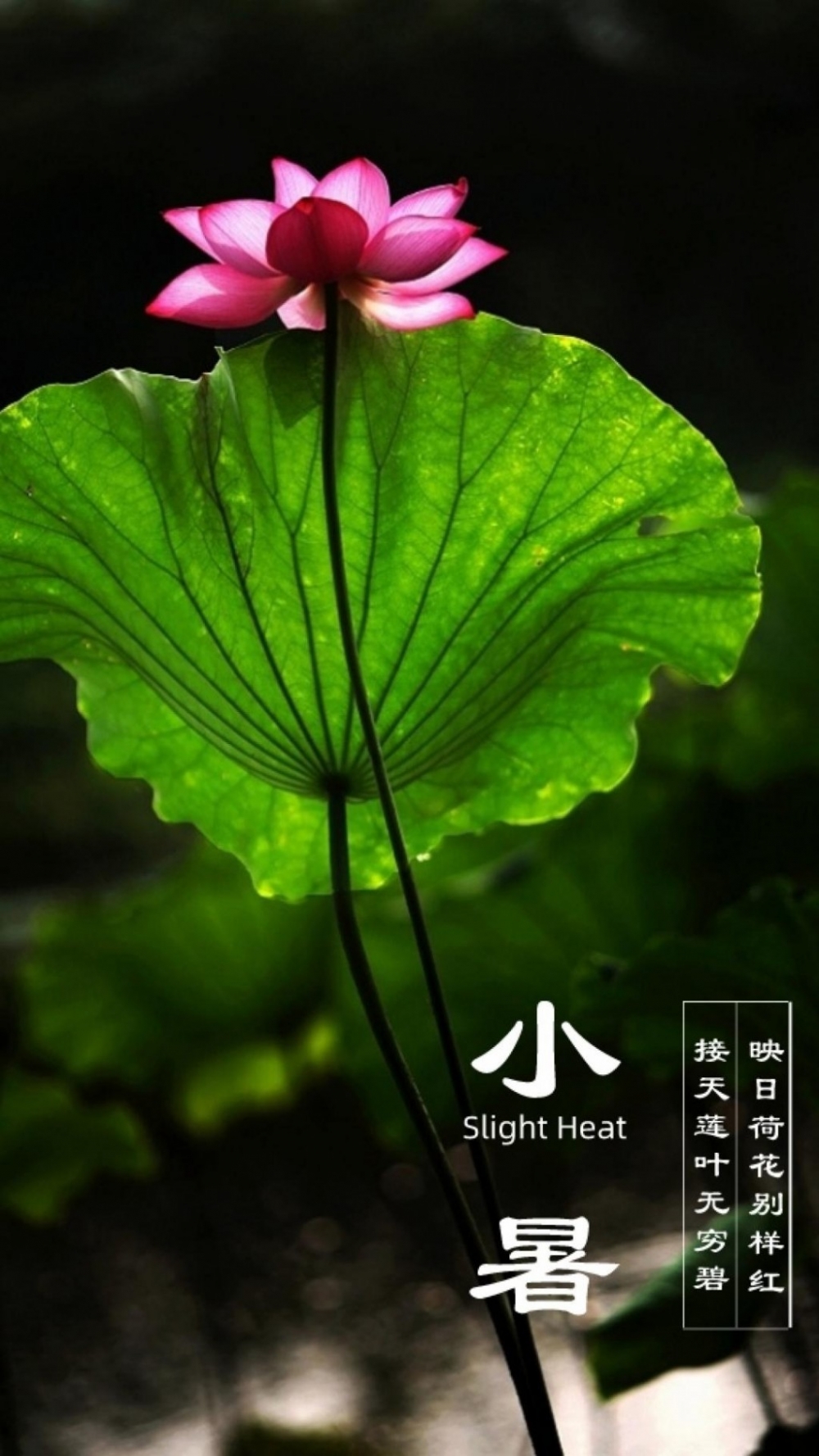 ʮĽ֮СΨɻͼƬ