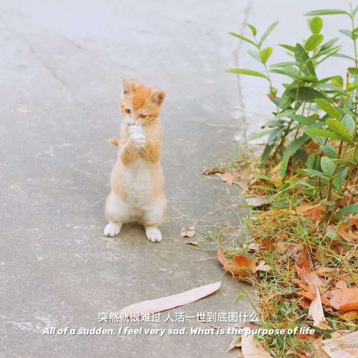 ԼշСȦͼƬ