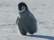 企鹅会飞吗 呆萌可爱的企鹅野生动物图片
