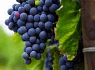 葡萄是热性还是凉性 汁多味美的葡萄图片
