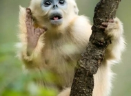 中国特有的珍贵动物金丝猴生态摄影图片