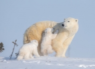 北极熊冬眠吗 其乐融融的北极熊一家人图片