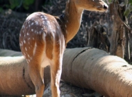 梅花鹿吃什么 濒危动物梅花鹿生态摄影