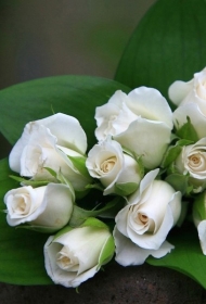白玫瑰代表什么 清新淡雅的白玫瑰图片