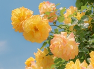 蔷薇花寓意及花语 娇艳盛放的蔷薇图片