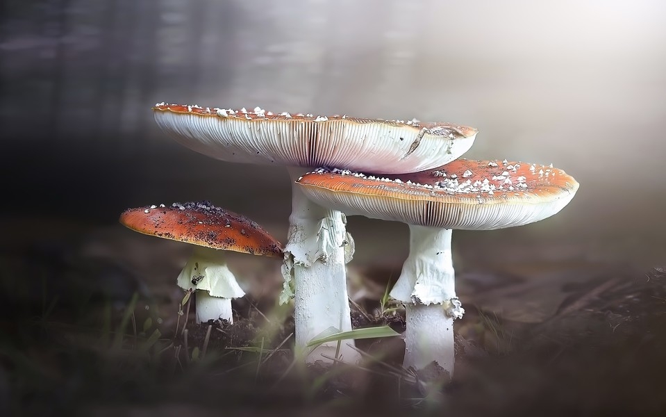 ȻƯĢͼƬ