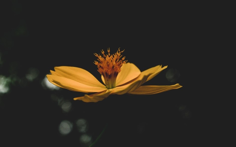 ȻͼƬΨ⾳ֽܱ