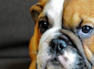 世界名种斗狗之一沙皮犬高清动物图片