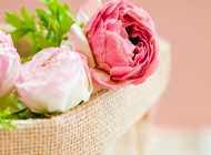 唯美玫瑰花植物氛围感图片桌面壁纸