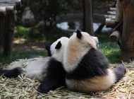 两只熊猫幼崽贴贴可爱背景桌面壁纸