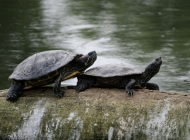 湖边石头上的野生乌龟，宁静自然的画面