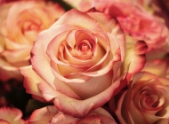 微距摄影：白色与粉色渐变的玫瑰花朵，绽放浪漫之美