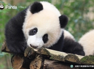 熊猫宝宝惊奇表情高清图片桌面壁纸