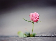 单朵玫瑰花唯美氛围感图片桌面壁纸：浪漫芬芳，点亮你的桌面心情