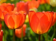 阳光下的自然壮丽：橙色郁金香花丛的户外景观