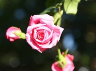阳光下的户外自然景色中，绿叶和粉色花朵交织在一起，展现出美丽的玫瑰