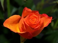 虚化背景中的户外自然橙色花朵玫瑰手机壁纸，展现迷人的自然之美