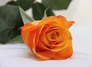 清新室内白色桌面，橙色花朵绿色叶子的玫瑰植物手机壁纸