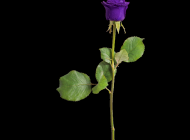 自然之绽：玫瑰植物的绿色枝叶与紫色花朵的和谐对比