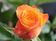 户外自然中的橙色花朵和绿色枝叶玫瑰手机壁纸，展现自然的色彩之美