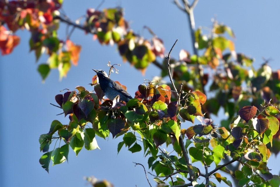 自然之美：阳光下的蓝天，树林上栖息着各种鸟类，和谐共生的自然景象