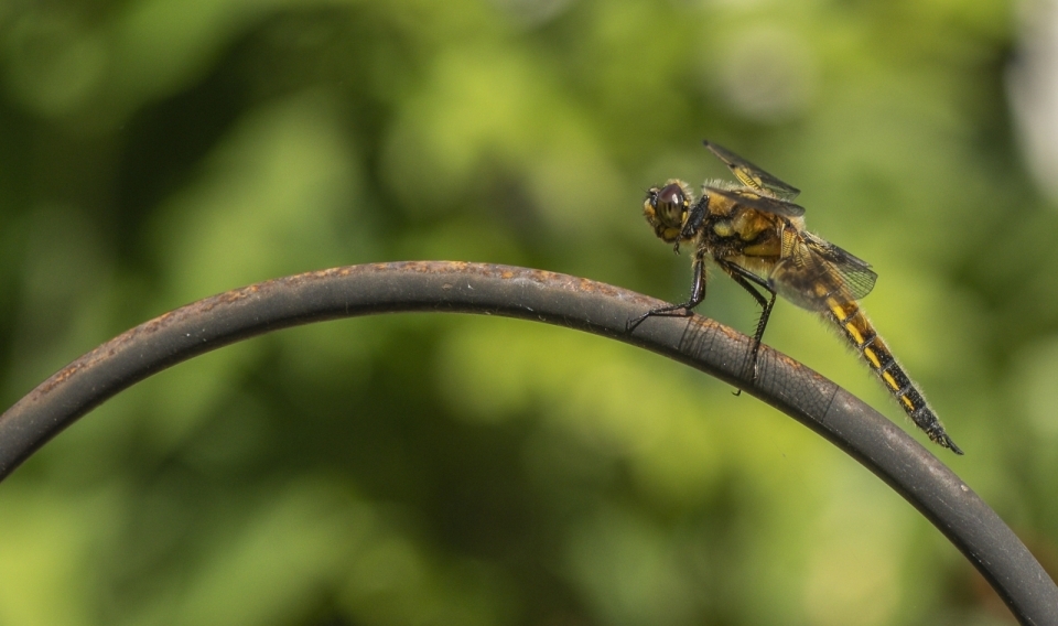 自然与生机：黄色蜻蜓栖息于户外树枝，展现生态美景