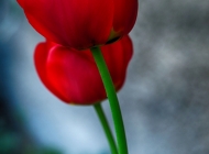 自然之韵：绿枝红花的生机与魅力