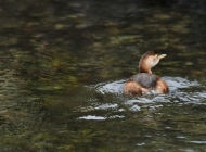 湖面上的自由舞者：野生鸭子在自然户外湖泊的畅游瞬间