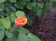 自然的颂歌：玫瑰植物的绿叶与橙花的和谐之美