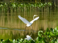 自然之翼：阳光湖泊中野生白色鸟类起飞，展现自由与美丽