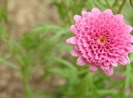 自然之美：粉色花朵与绿色叶子的户外植物