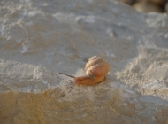 清凉夏日：暴晒石碓上的爬行蜗牛动物