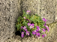 城市街道上，石质墙壁上绽放出自然粉色的花朵植物，增添了一抹生命的美丽