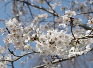 梅花之美：森林中盛开的清新白色梅花风光
