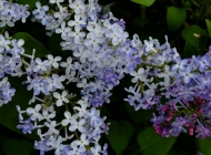 花园中的梦幻之花：白色与紫色花朵的清新绽放