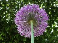 自然之美：紫花绿枝，户外植物迎接大自然的拥抱