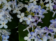大自然的调色板：紫色与白色花朵的和谐搭配