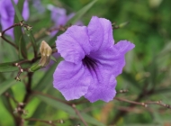 户外紫色花朵绽放，虚化背景映衬自然的柔美