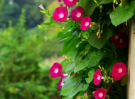 花园中的自然之美：红色花朵与绿色叶子的牵牛花盛宴