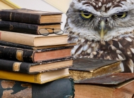 眼镜猫头鹰：图书馆中的知识守护者
