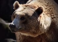 阳光下的自然之灵：野生棕色熊在虚化背景中显现其原始之美