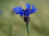 户外蓝色花朵盛开，虚化背景映衬自然之韵